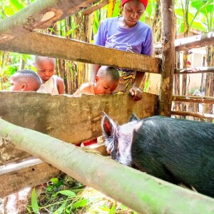 Stall_Schwein